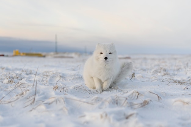 Poolvos (vulpes lagopus) in de winter in siberische toendra