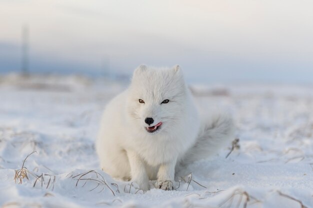 Poolvos (Vulpes Lagopus) in de winter in Siberische toendra