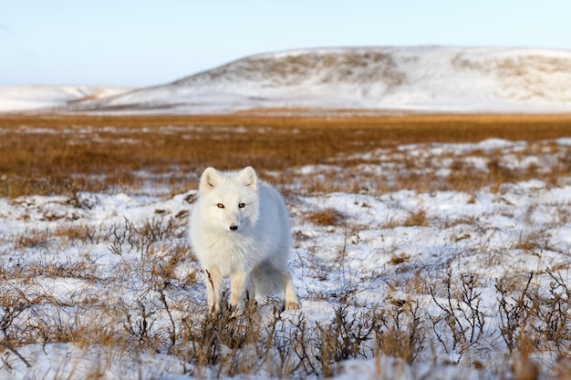 Poolvos (Vulpes Lagopus) in de winter in Siberische toendra