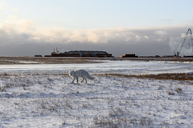 Poolvos (Vulpes Lagopus) in de winter in Siberische toendra