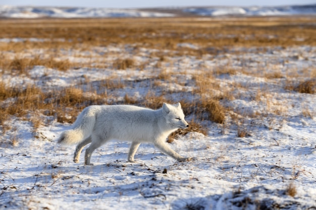 Poolvos (Vulpes Lagopus) in de winter in Siberische toendra