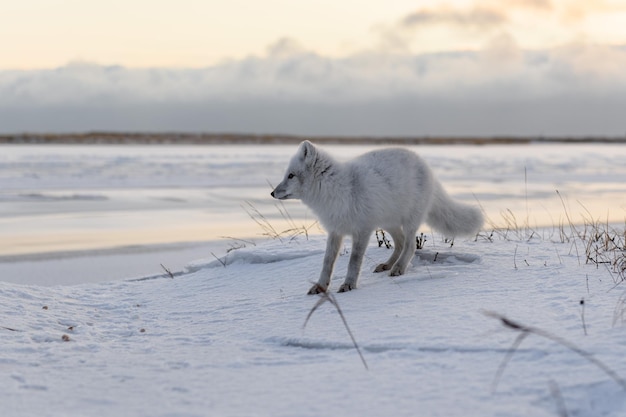 Poolvos Vulpes Lagopus in de winter in Siberische toendra