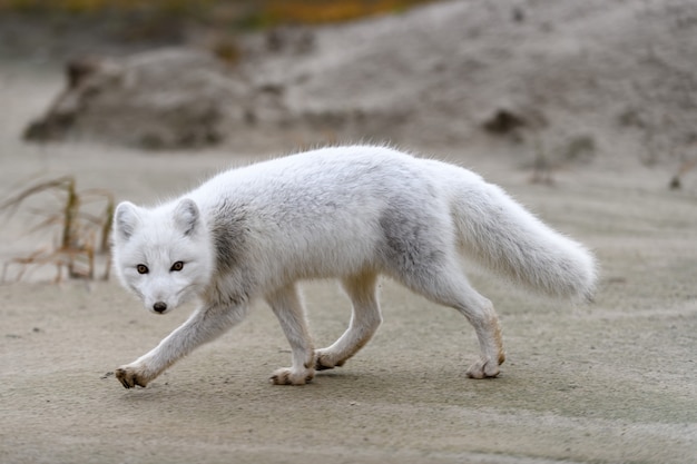 Poolvos (Vulpes Lagopus) in wilde toendra. Poolvos op het strand.