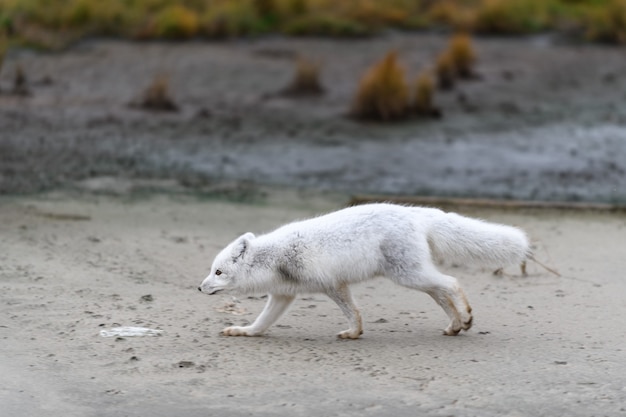 Poolvos (Vulpes Lagopus) in wilde toendra. Poolvos op het strand.