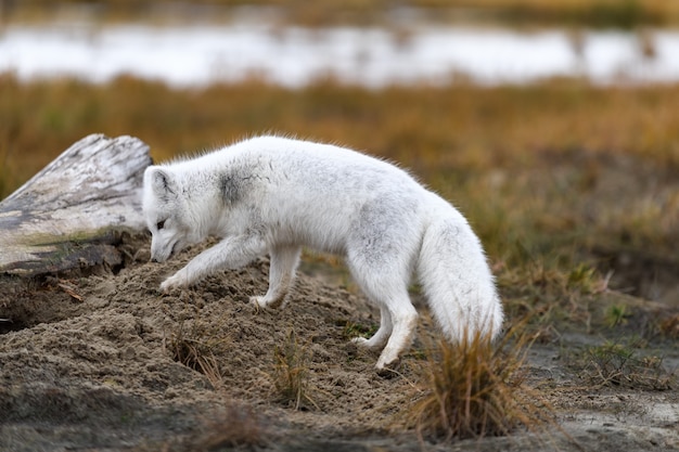 Poolvos (Vulpes Lagopus) in wilde toendra. Poolvos op het strand.