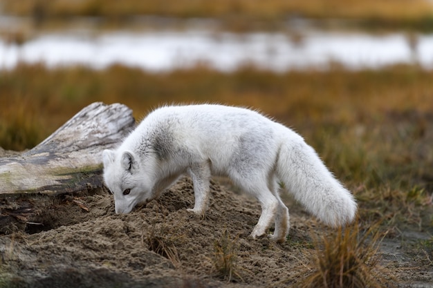 Poolvos (Vulpes Lagopus) in wilde toendra. Poolvos op het strand.