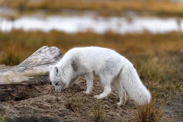 Poolvos (Vulpes Lagopus) in wilde toendra. Poolvos op het strand.