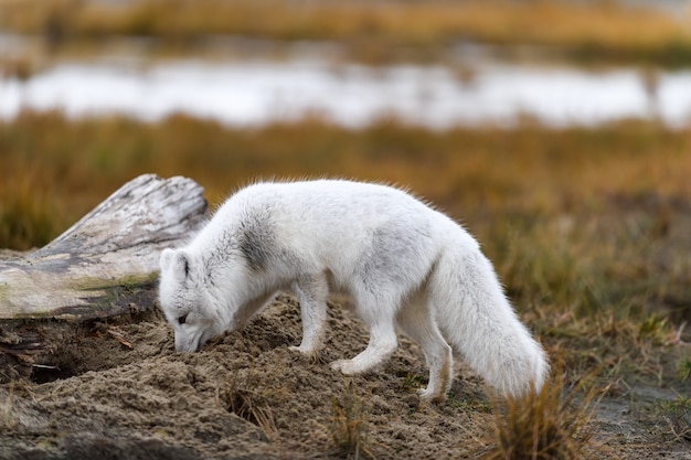 Poolvos (Vulpes Lagopus) in wilde toendra. Poolvos op het strand.