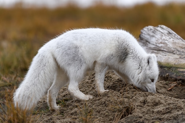 Poolvos (Vulpes Lagopus) in wilde toendra. Poolvos op het strand.