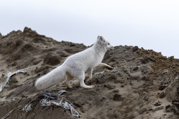 Poolvos (Vulpes Lagopus) in wilde toendra. Poolvos op het strand.