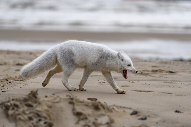 Poolvos (Vulpes Lagopus) in wilde toendra. Poolvos op het strand.