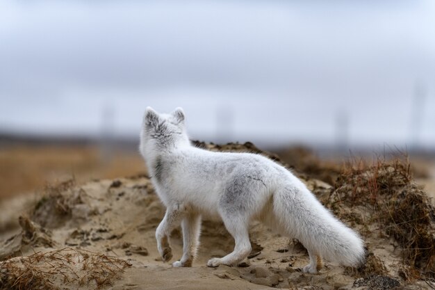 Poolvos (Vulpes Lagopus) in wilde toendra. Poolvos op het strand.