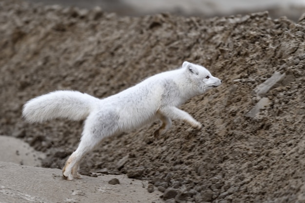 Poolvos (Vulpes Lagopus) in wilde toendra. Poolvos springen.