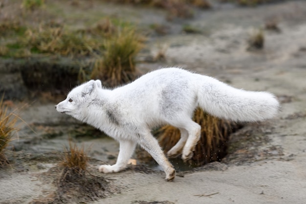 Poolvos (Vulpes Lagopus) in wilde toendra. Poolvos uitgevoerd.