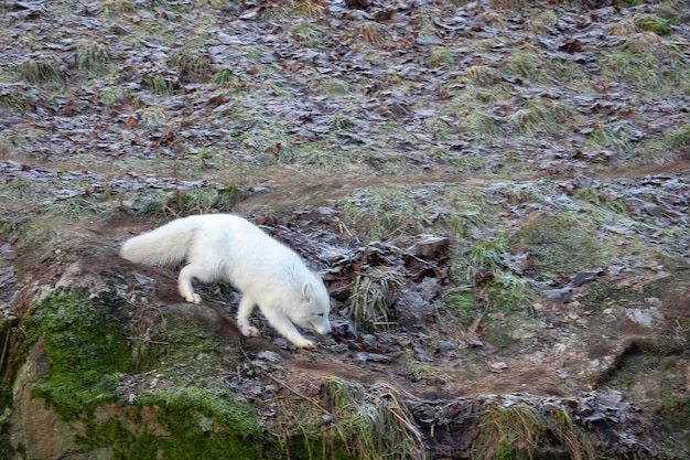 Poolvos, witte vos, poolvos of sneeuwvos (Vulpes lagopus) Stockholm, Zweden