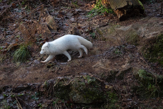 Poolvos, witte vos, poolvos of sneeuwvos (Vulpes lagopus) Stockholm, Zweden