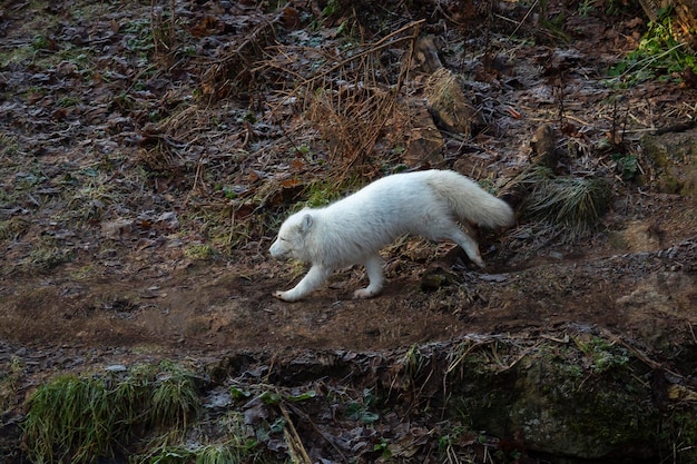 Poolvos, witte vos, poolvos of sneeuwvos (Vulpes lagopus) Stockholm, Zweden