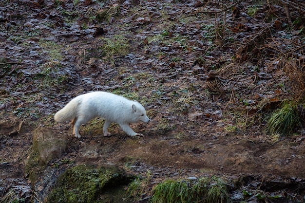 Poolvos, witte vos, poolvos of sneeuwvos (Vulpes lagopus) Stockholm, Zweden