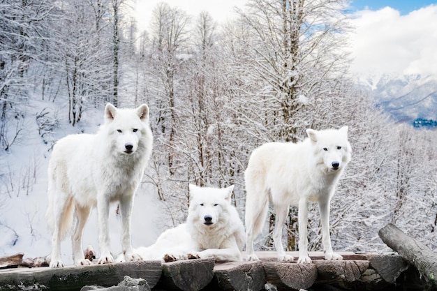 Poolwolven Witte wolf in Winter Forest