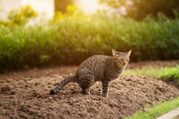 うんちする路地が夕方には公共の公園で排泄されています。