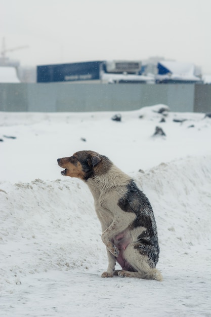 Poor abandoned dog in desperation in winter.