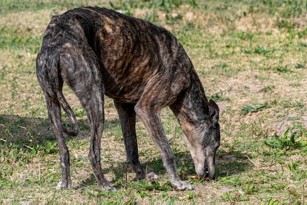 かわいそうなやせっぽちの野犬