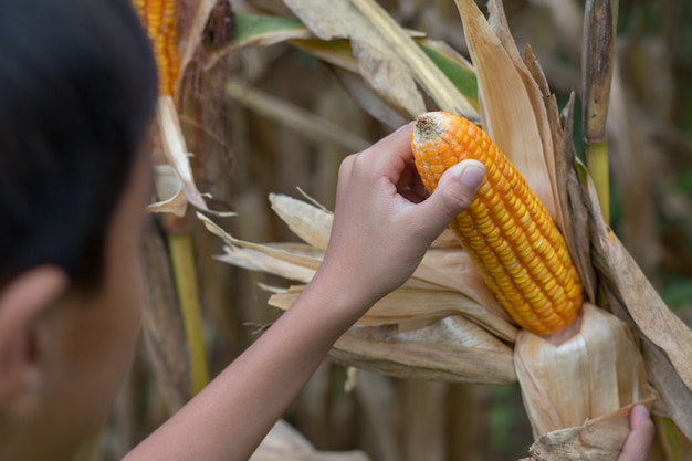 Poor Asian boy check and harvesting his corn on corn field at Southeast Asia