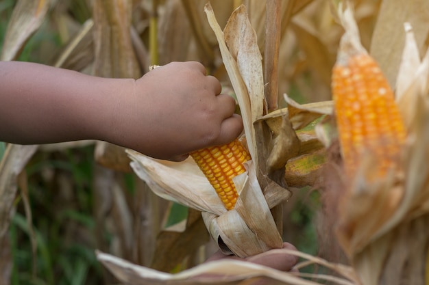 Бедный азиатский мальчик проверяет и собирает кукурузу на кукурузном поле в Юго-Восточной Азии