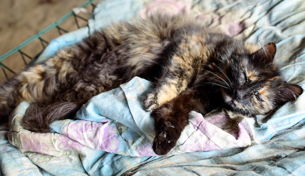 Poor cat in an Odessa city private shelter. Lost and abandoned cats due to war in Ukraine.