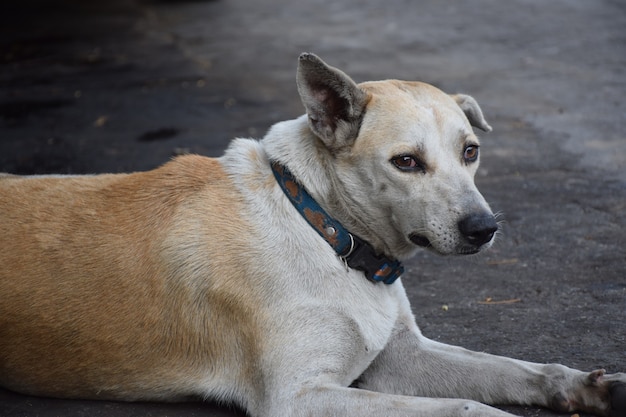 Via povera del cane nella città tailandia del villaggio