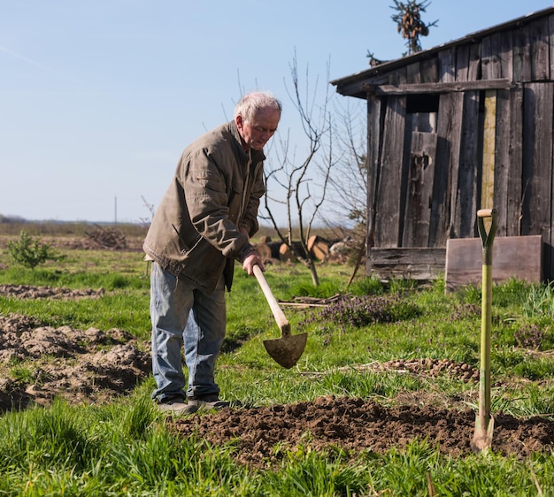 Poor farmer hoeing vegetable garden in springtime