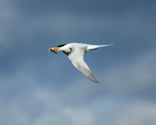 poor fish in the jaws of a royal tern