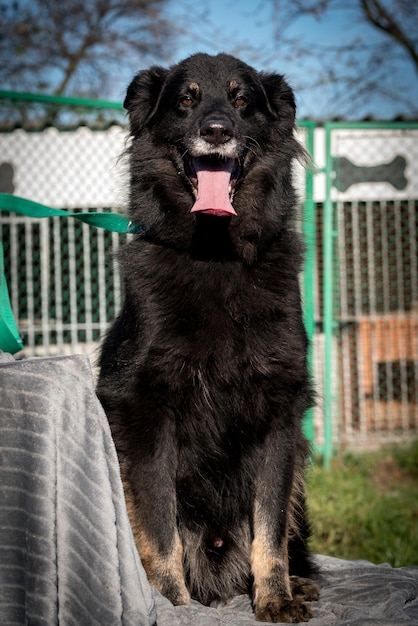 避難所のかわいそうな雑種犬