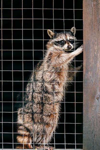 Poor pity raccoon suffering in zoo and trying to get out of cage.