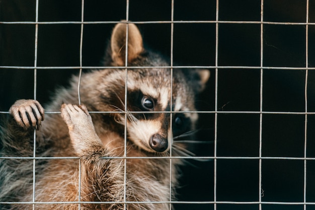 Poor pity raccoon suffering in zoo and trying to get out of cage.