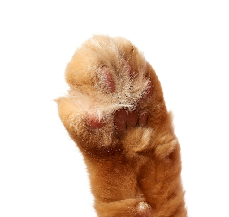 Foto poot van een rode kat met klauwen op een witte ruimte,