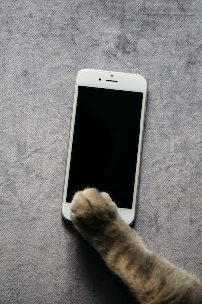 Poot van kat met smartphone