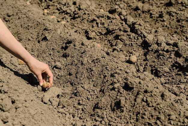 Pootaardappelen planten.