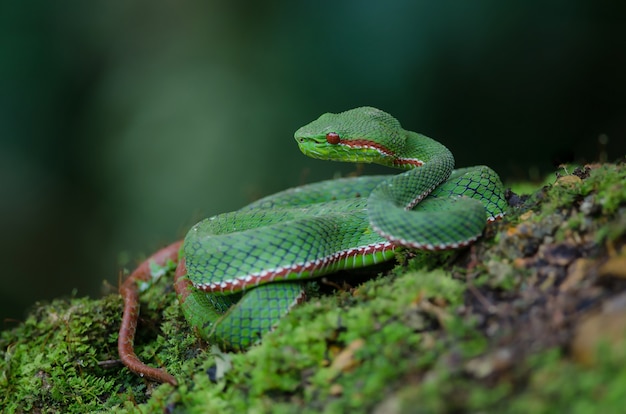 Pope's green pitviper-slang