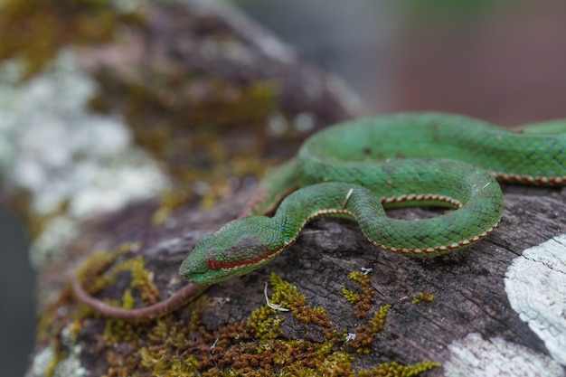 Pope's Green Pitviper snake