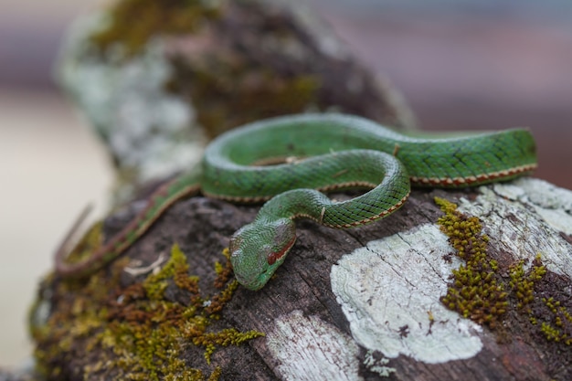 Pope's Green Pitviper snake