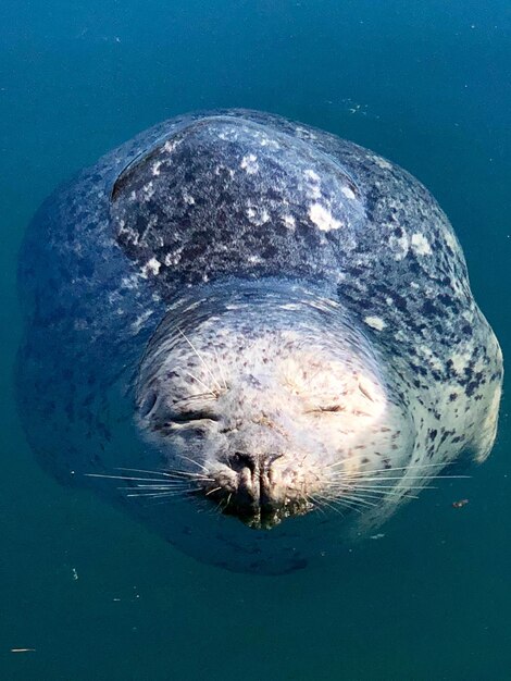 Photo popeye the harbor seal friday harbor wa