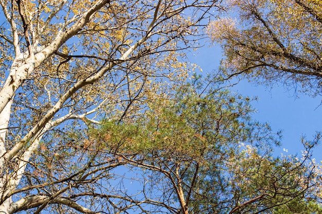 Poplar under the blue sky