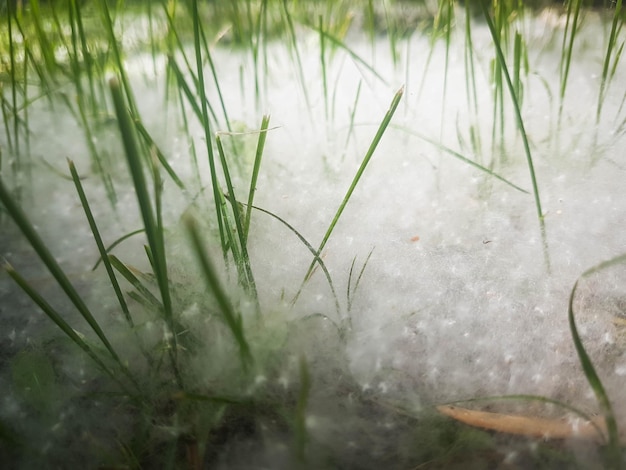 Poplar fluff lying in the grass covering the ground