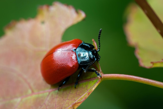 Poplar leaf beetle (Chrysomela populi) on tree