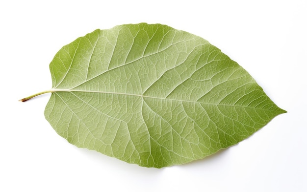 Poplar Leaf On White background