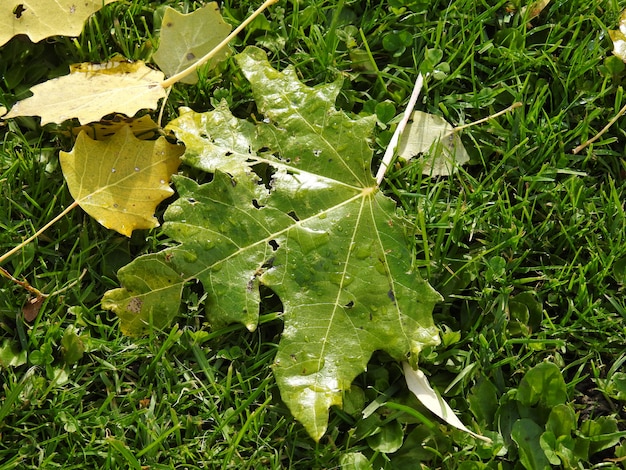 Poplar leaves on the ground after the rain