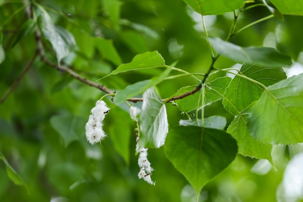 Photo poplar seeds on a branch poplar fluff allergies and urban issues closeup selective focus