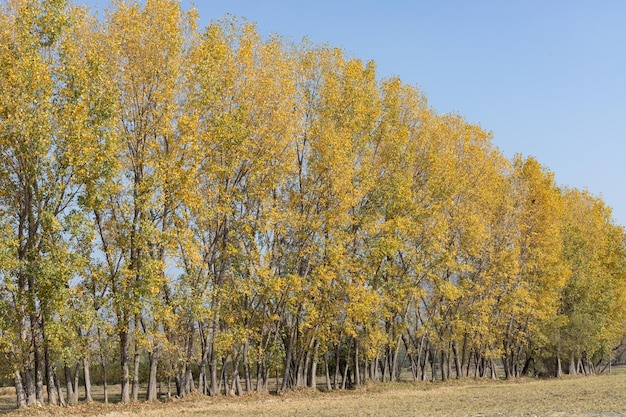 Poplar tree in a row during fall season in the swat valley of Pakistan