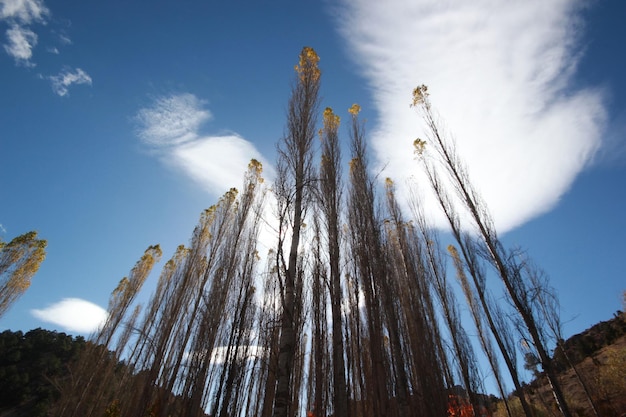 Poplar Tree